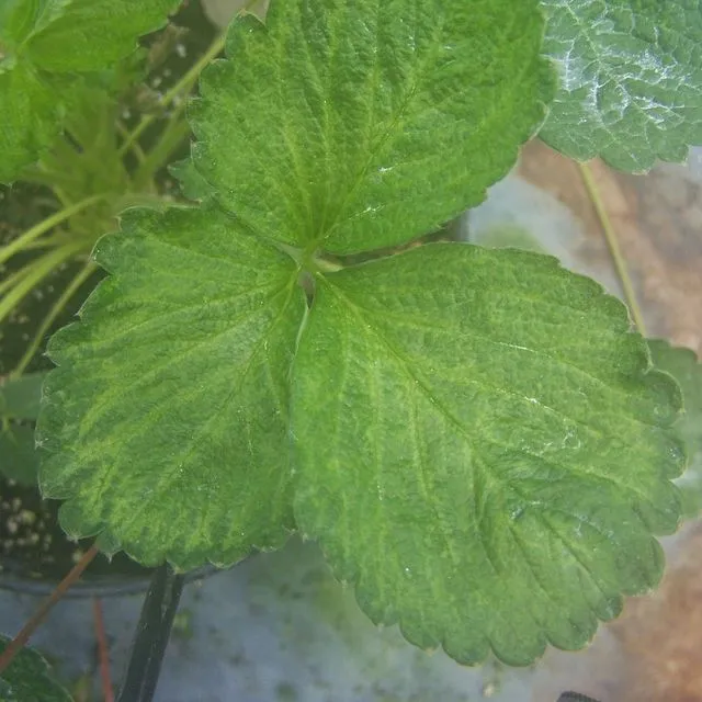 thumbnail for publication: Viral Diseases of Strawberry